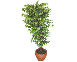 Ficus zel Starlight 1,75 cm   Konya iek yolla 