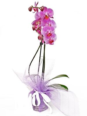  Konya iek , ieki , iekilik  Kaliteli ithal saksida orkide