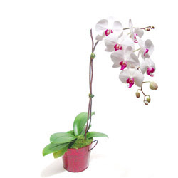  Konya 14 ubat sevgililer gn iek  Saksida orkide