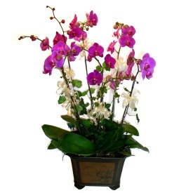  Konya iek yolla  4 adet orkide iegi