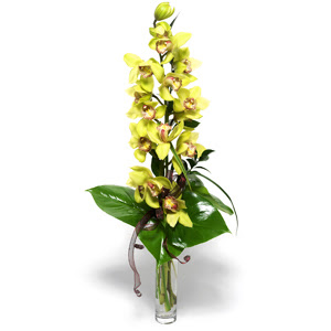  Konya cicek , cicekci  cam vazo ierisinde tek dal canli orkide