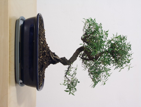 ithal bonsai saksi iegi  Konya nternetten iek siparii 