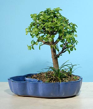 ithal bonsai saksi iegi  Konya online ieki , iek siparii 