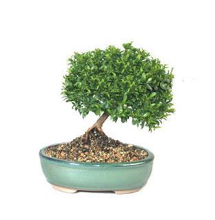 ithal bonsai saksi iegi  Konya iek gnderme 