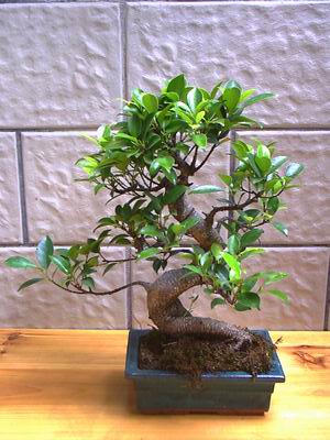 ithal bonsai saksi iegi  Konya ucuz iek gnder 