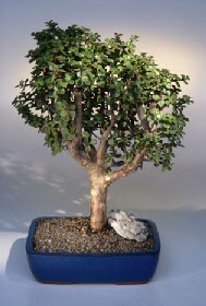  Konya 14 ubat sevgililer gn iek  ithal bonsai saksi iegi  Konya online ieki , iek siparii 