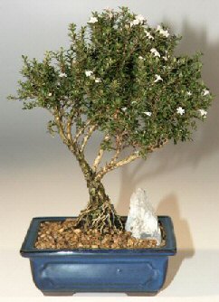  Konya iek online iek siparii  ithal bonsai saksi iegi  Konya iek gnderme sitemiz gvenlidir 