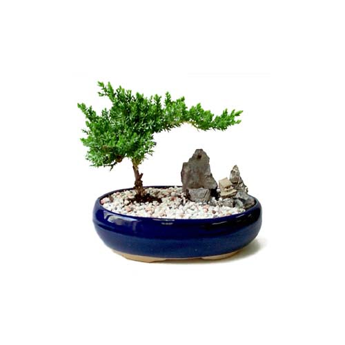 ithal bonsai saksi iegi  Konya 14 ubat sevgililer gn iek 