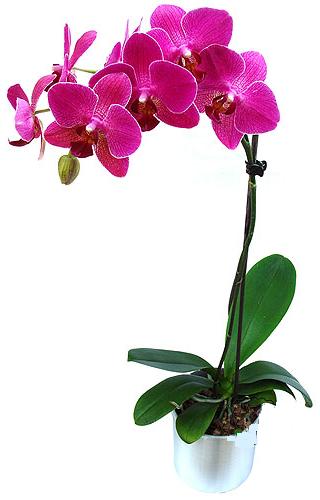  Konya kaliteli taze ve ucuz iekler  saksi orkide iegi