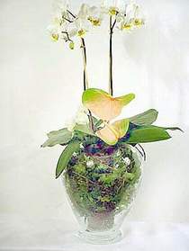  Konya hediye sevgilime hediye iek  Cam yada mika vazoda zel orkideler