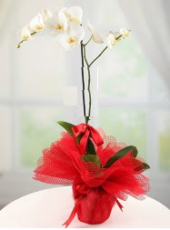 1 dal beyaz orkide saks iei  Konya internetten iek siparii 