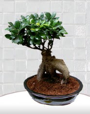 saks iei japon aac bonsai  Konya internetten iek sat 