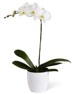 1 dall beyaz orkide  Konya iek sat 