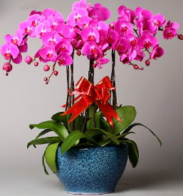 7 dall mor orkide  Konya hediye iek yolla 