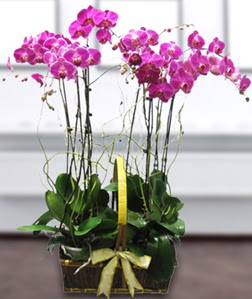 4 dall mor orkide  Konya iekiler 