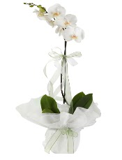 1 dal beyaz orkide iei  Konya nternetten iek siparii 