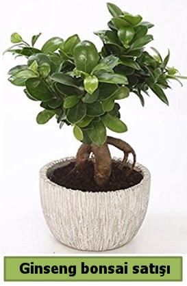 Ginseng bonsai japon aac sat  Konya anneler gn iek yolla 