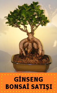 Ginseng bonsai sat japon aac  Konya iek yolla 