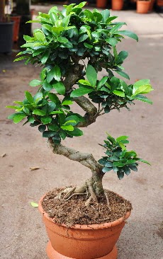 Orta boy bonsai saks bitkisi  Konya iek yolla , iek gnder , ieki  
