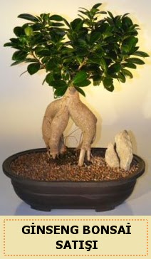 thal Ginseng bonsai sat japon aac  Konya gvenli kaliteli hzl iek 