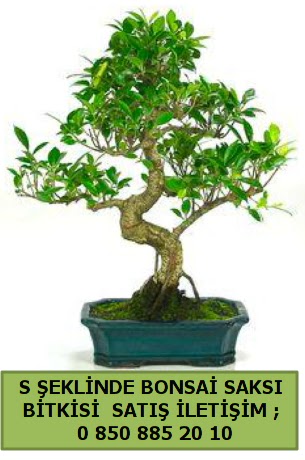 thal S eklinde dal erilii bonsai sat  Konya 14 ubat sevgililer gn iek 