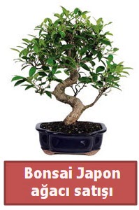 Japon aac bonsai sat  Konya gvenli kaliteli hzl iek 