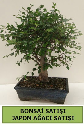 Minyatr bonsai japon aac sat  Konya cicekciler , cicek siparisi 