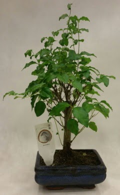 Minyatr bonsai japon aac sat  Konya anneler gn iek yolla 