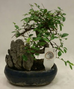 thal 1.ci kalite bonsai japon aac  Konya hediye sevgilime hediye iek 