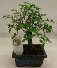 Minyatr ithal japon aac bonsai bitkisi  Konya hediye sevgilime hediye iek 
