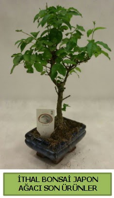 thal bonsai japon aac bitkisi  Konya ucuz iek gnder 