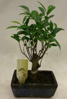 Japon aac bonsai bitkisi sat  Konya anneler gn iek yolla 