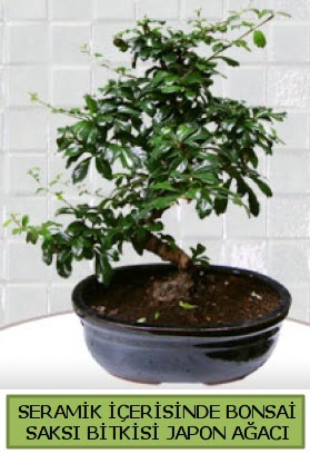 Seramik vazoda bonsai japon aac bitkisi  Konya gvenli kaliteli hzl iek 