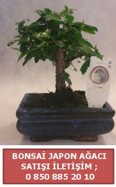 Japon aac minyar bonsai sat  Konya hediye sevgilime hediye iek 