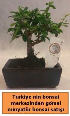 Japon aac bonsai sat ithal grsel  Konya uluslararas iek gnderme 