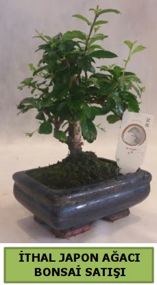 thal japon aac bonsai bitkisi sat  Konya anneler gn iek yolla 