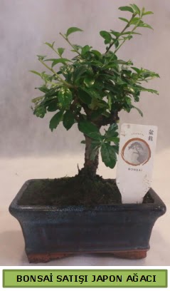 Minyatr bonsai aac sat  Konya 14 ubat sevgililer gn iek 