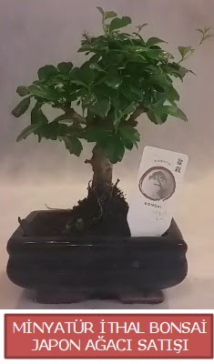 Kk grsel bonsai japon aac bitkisi  Konya iek online iek siparii 