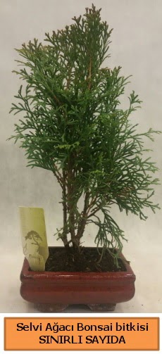 Selvi aac bonsai japon aac bitkisi  Konya hediye sevgilime hediye iek 