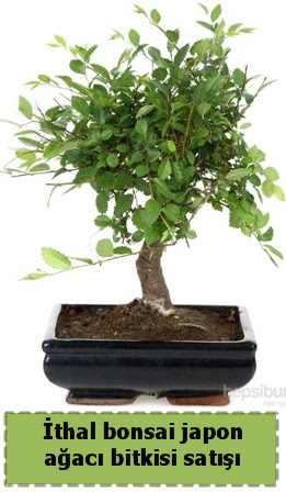 thal bonsai saks iei Japon aac sat  Konya cicek , cicekci 