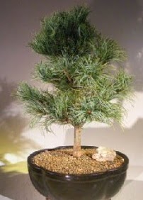 am aac bonsai bitkisi sat  Konya iek servisi , ieki adresleri 