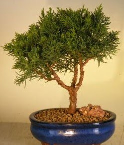 Servi am bonsai japon aac bitkisi  Konya uluslararas iek gnderme 