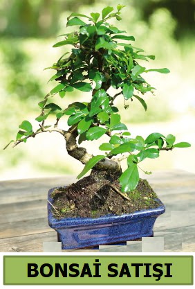 am bonsai japon aac sat  Konya hediye sevgilime hediye iek 