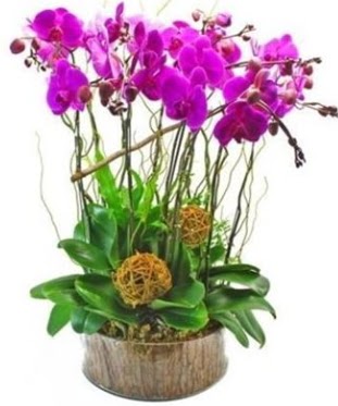 Ahap ktkte lila mor orkide 8 li  Konya yurtii ve yurtd iek siparii 