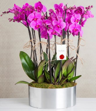11 dall mor orkide metal vazoda  Konya cicekciler , cicek siparisi 