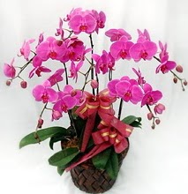 Sepet ierisinde 5 dall lila orkide  Konya iek servisi , ieki adresleri 