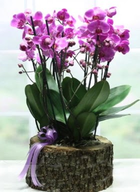 Ktk ierisinde 6 dall mor orkide  Konya iek servisi , ieki adresleri 