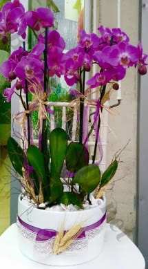 Seramik vazoda 4 dall mor lila orkide  Konya iek gnderme sitemiz gvenlidir 