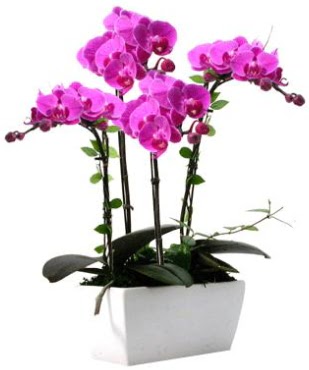 Seramik vazo ierisinde 4 dall mor orkide  Konya hediye sevgilime hediye iek 