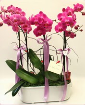Beyaz seramik ierisinde 4 dall orkide  Konya iek servisi , ieki adresleri 